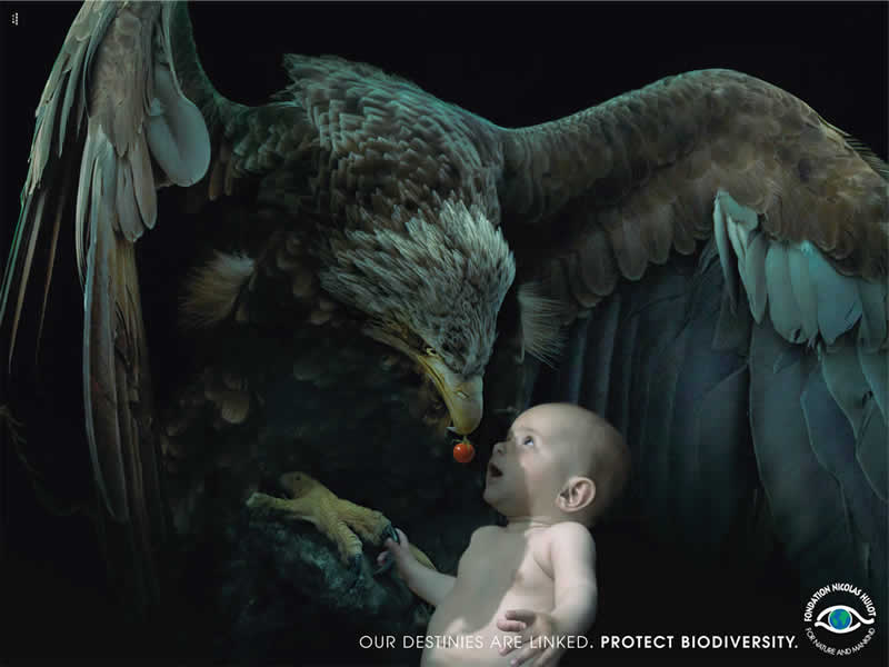 eagle_baby.jpg
